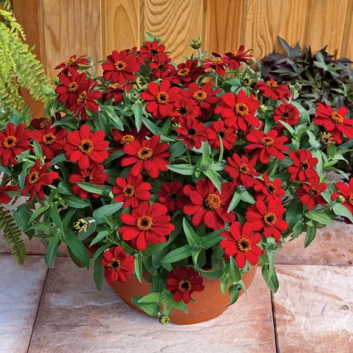 red red flower seeds