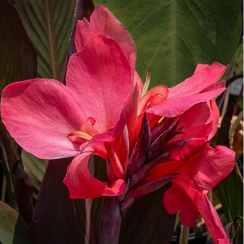 Pink Canna Flower Seeds Heirloom Non-GMO High Germination Organic Garden Seeds for Planting