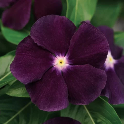 purple black flower seeds