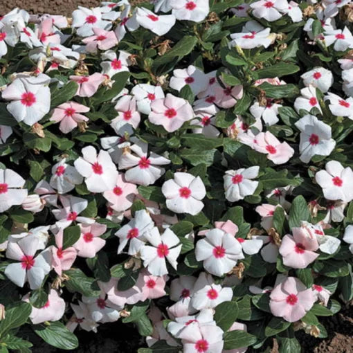 apricot vinca flower seeds