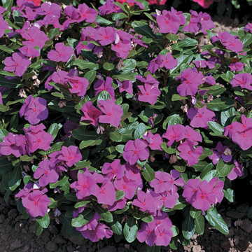 violet violet flower seeds