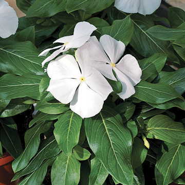 white white flower seeds