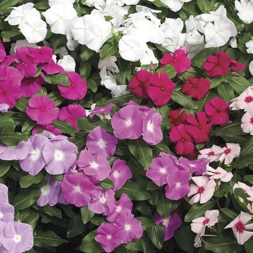 cora mix flower seeds