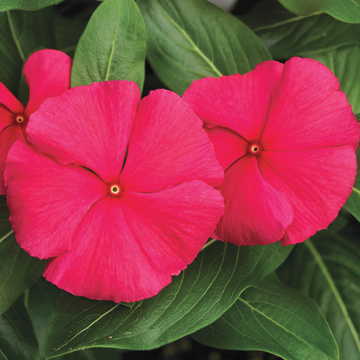 pink punch flower seeds