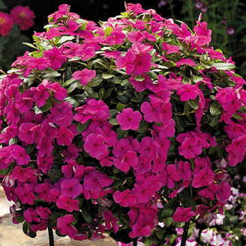 magenta cascade flower seeds