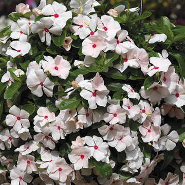peach peach flower seeds