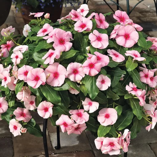 pink red flower seeds