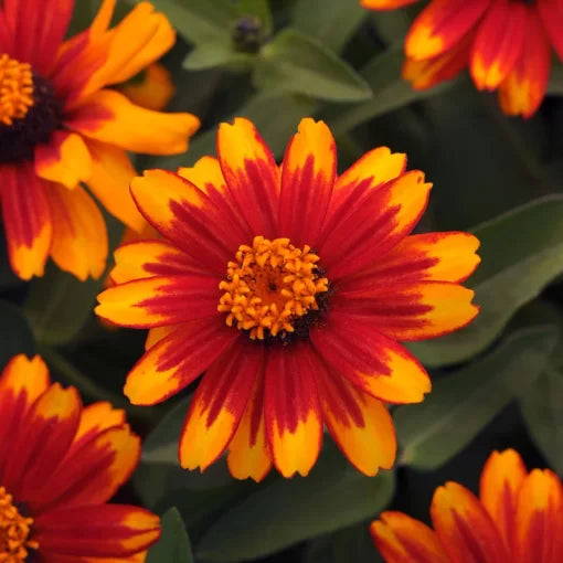 golden red flower seeds
