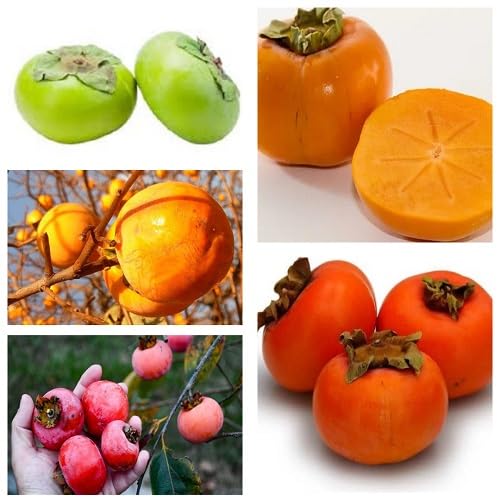 Persimmon Seeds Orange – Heirloom, Non-GMO, High Germination Organic Garden Seeds