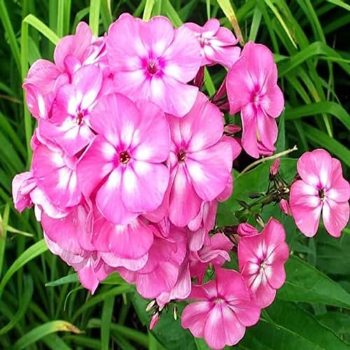 Semillas de flores Phlox – Cimiente, no transgénica, semillas orgánicas de alta germinación para plantar en jardín