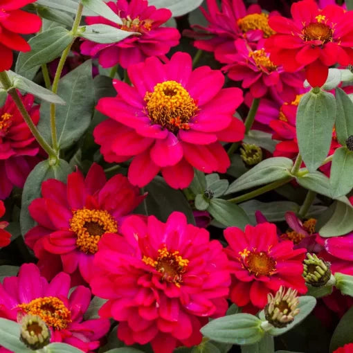 red pink flower seeds