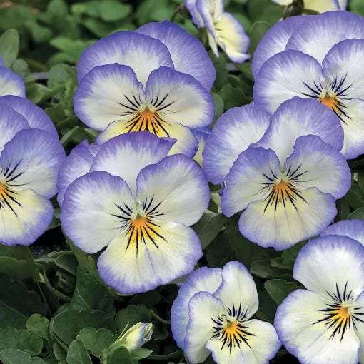 purple purple flower seeds