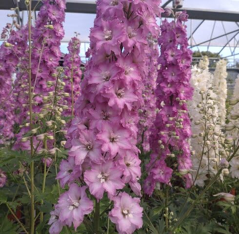 pink delphinium flower seeds