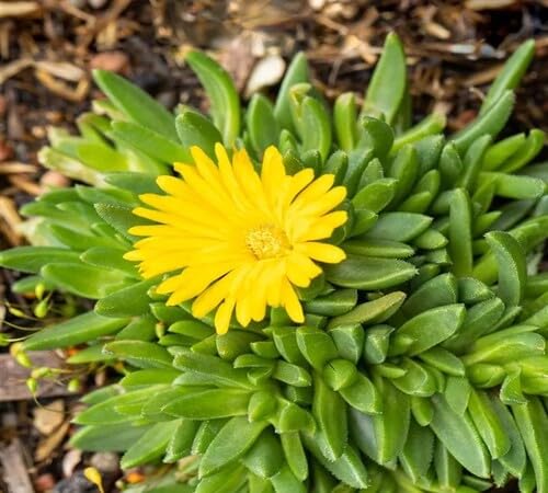 Yellow Delosperma Flower Seeds – Heirloom Non-GMO High Germination Organic Garden Seeds