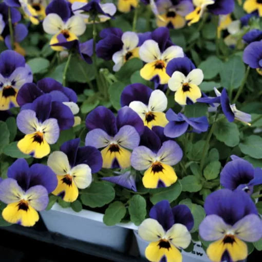 purple yellow flower seeds