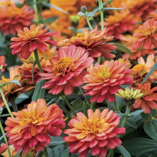 double deep flower seeds