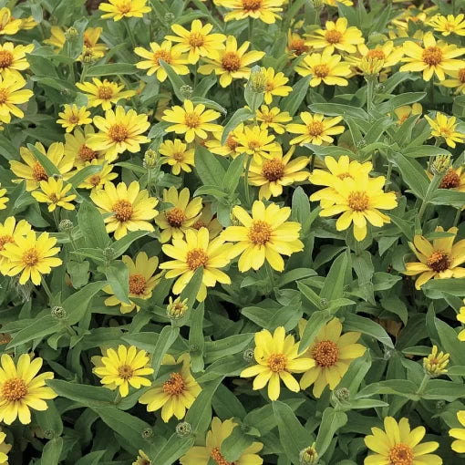 yellow yellow flower seeds