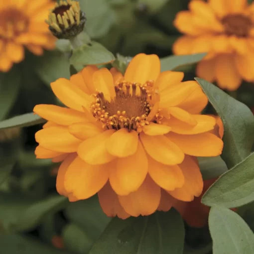 golden golden flower seeds