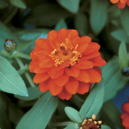 profusion double flower seeds