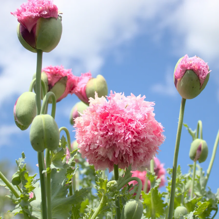 imported tasmanian flower seeds