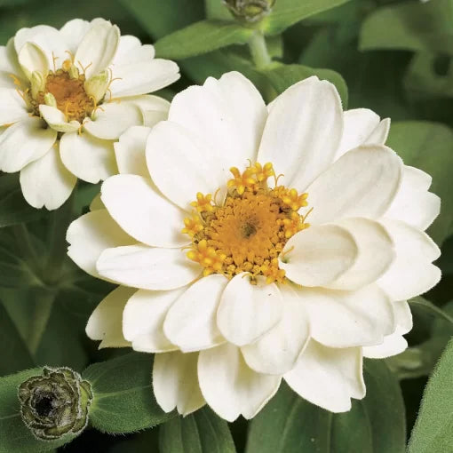 white white flower seeds
