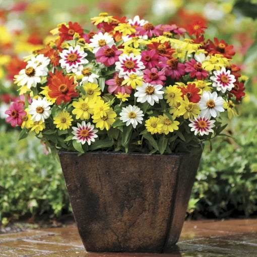 zahara mix flower seeds