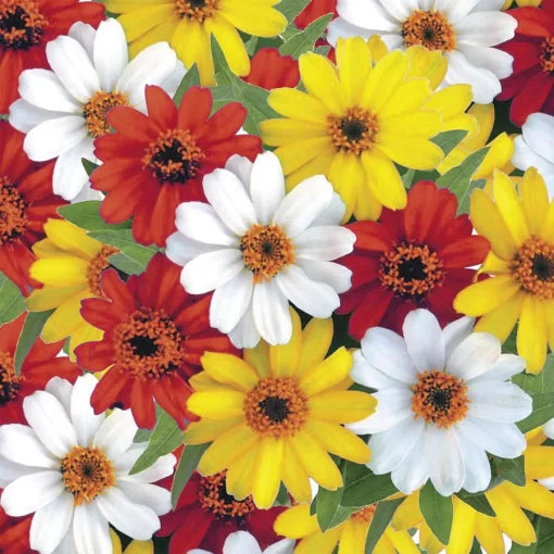 sunrise mix flower seeds