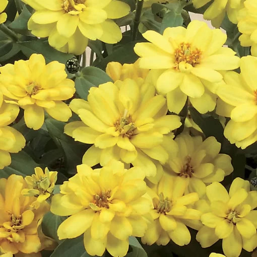 yellow yellow flower seeds