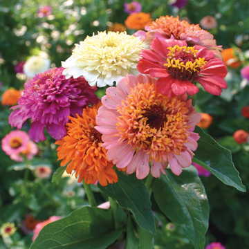 candy mix flower seeds
