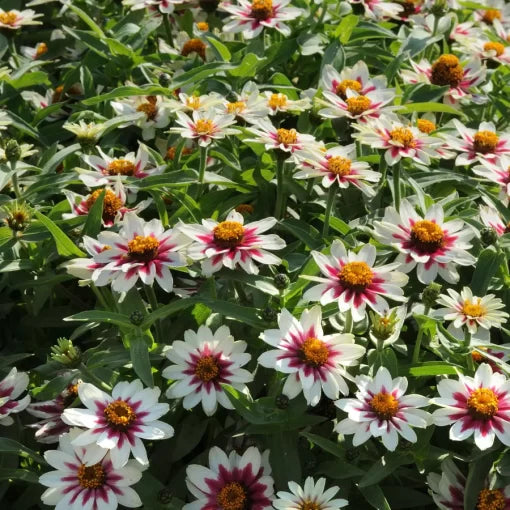 white starlight flower seeds
