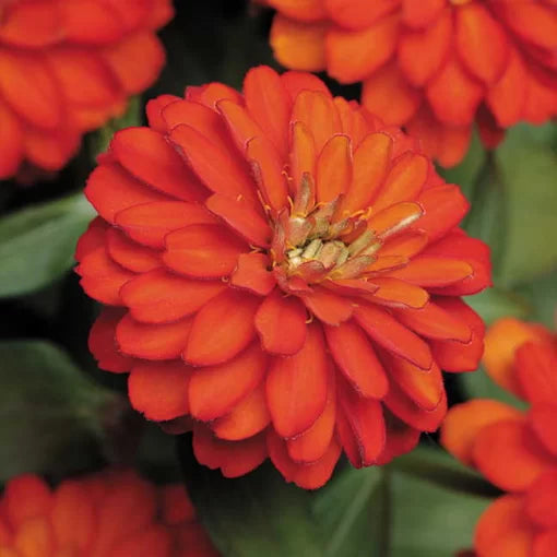 orange zahara flower seeds