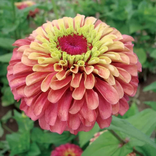 red red flower seeds