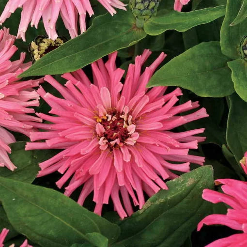 pinca zinnia flower seeds