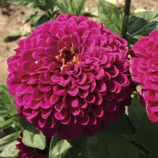 tudor zinnia flower seeds