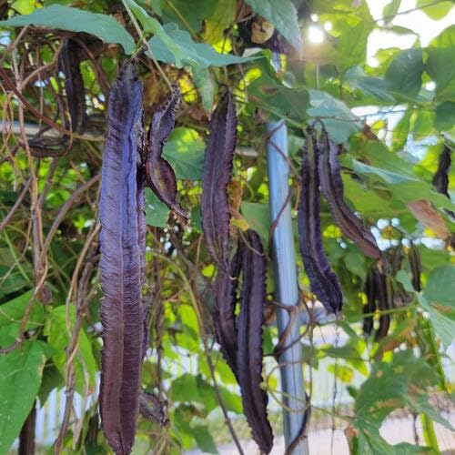 Winged Bean Seeds – Heirloom, Non-GMO, High Germination Organic Garden Seeds Planting