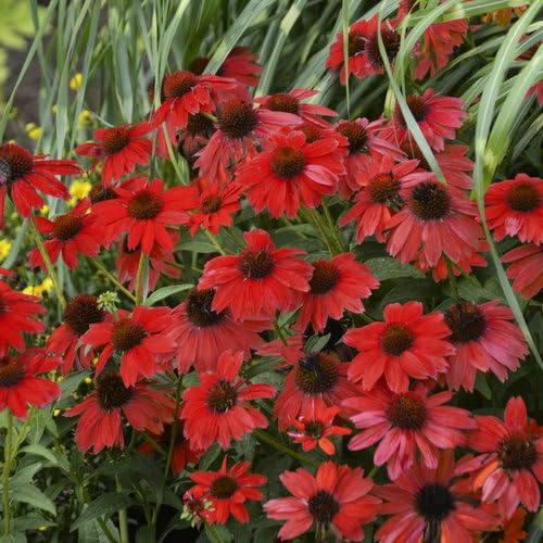 Red Coneflower Seeds – Heirloom, Non-GMO, High Germination Organic Garden Seeds for Planting