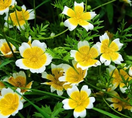 Limnanthes Flower Seeds Yellow White – Heirloom Non-GMO High Germination