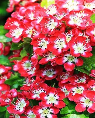 Red Hawthorn Flower Seeds – Heirloom Non-GMO High Germination Organic Garden Seeds for Planting