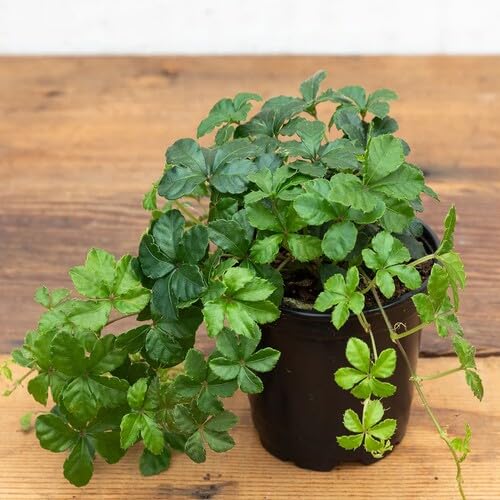 green parthenocissus flower seeds