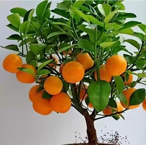 Orange Seeds Orange – Heirloom, Non-GMO, High Germination Organic Garden Seeds