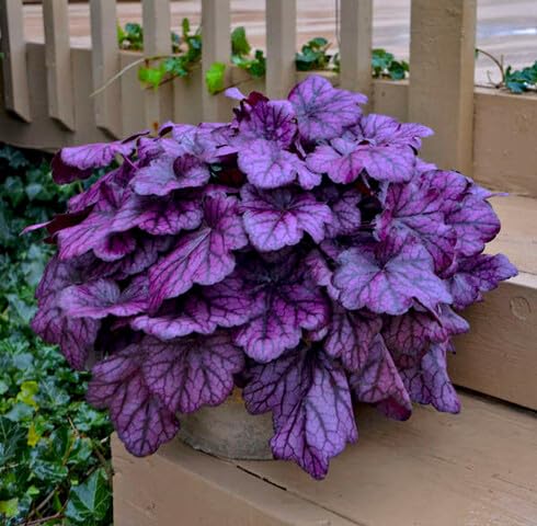 purple heuchera flower seeds