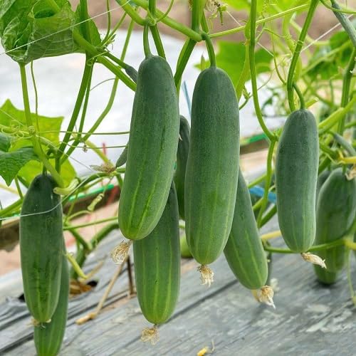 Green Cucumber Seeds – Heirloom, Non-GMO, High Germination Organic Garden Seeds Planting