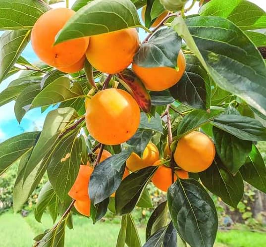 Persimmon Seeds Orange – Heirloom, Non-GMO, High Germination Organic Garden Seeds