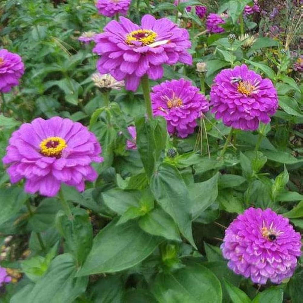 purple amethyst flower seeds