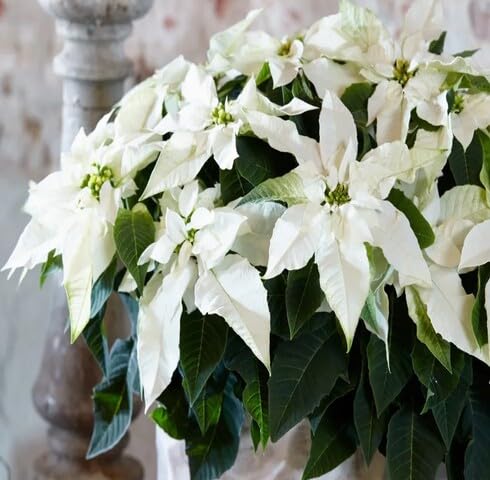 white poinsettia flower seeds