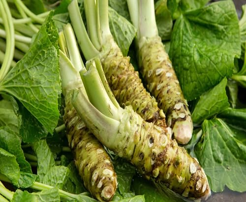 Grüne Wasabi-Samen – Alte Sorte, gentechnikfrei, hohe Keimfähigkeit, Bio-Gartensamen zur Aussaat