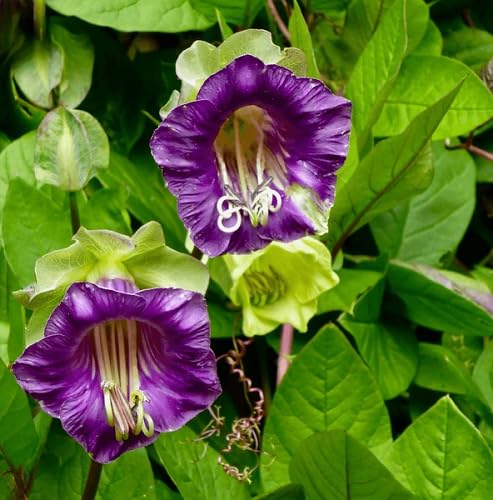 Purple Climbing Cathedral Bells Flower Seeds for Planting – Heirloom Non-GMO High Germination Organic Garden Seeds Seeds for Planting