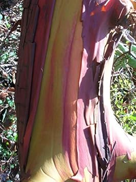 pacificmadronetreeheirloomnongmo flower seeds