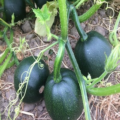 Pumpkin Green Seeds – Heirloom, Non-GMO, High Germination Organic Garden Seeds Planting