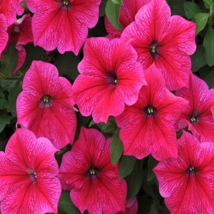 Semillas de Petunia Rosa – Antiguas, No Transgénicas, Semillas de Jardín Orgánicas de Alta Germinación para Sembrar